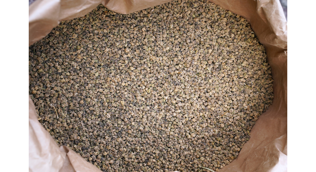 Kiedy siać buraki? Sprawdź optymalne terminy i zasady siewu